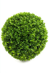 Fototapeta premium Well trimmed boxwood shrub is glowing against bright white background