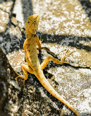 Calotes versicolor Lizard resting on a stone wall and branch in natural wildlife setting