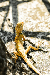 Calotes versicolor Lizard resting on a stone wall and branch in natural wildlife setting