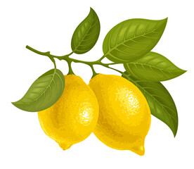 Branch of lemon with ripe fruits and leaves. Citrus tree branch drawing. Yellow juicy lemons hanging on the twig. Isolated vector illustration