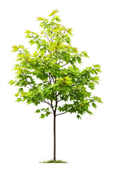 Young maple tree stands bright and hopeful, showing off its vivid green leaves