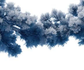 Winter wonderland frosted pine branches nature calm atmosphere