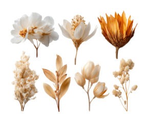 Dried floral arrangement collection minimalist flatlay