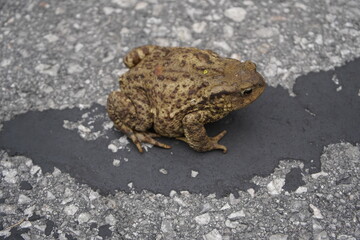The common toad (Bufo bufo) is a common frog species in the genus Bufonidae within the toad family Bufonidae, found throughout the Palearctic region. Schladming, Styria, Austria.
