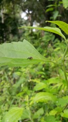 The apple maggot, also known as the railroad worm, is a species of fruit fly, and a pest of several types of fruits, especially apples. 