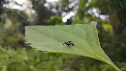 Rhagoletis pomonella perched on a plant leaf. Shot in forest. The apple maggot, also known as the...