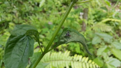 Rhagoletis pomonella perched on a plant leaf. Shot in forest. The apple maggot, also known as the railroad worm, is a species of fruit fly, and a pest of several types of fruits, especially apples.