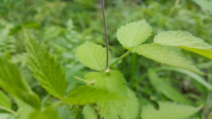 Lynx spider on fresh leaves. Shot in the forest. Striped lynx spider, Family Oxyopidae, Telamonia dimidiata, peucetia viridans, araneomorph.