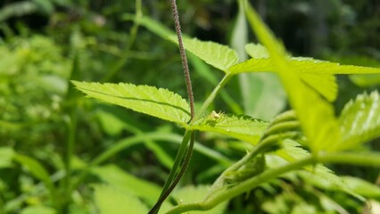 Lynx spider on fresh leaves. World Environment Day on June 5th. World Wildlife Conservation Day on...