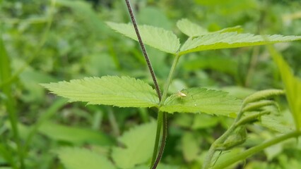 Lynx spider on fresh leaves. Striped lynx spider, Family Oxyopidae, peucetia viridans,...