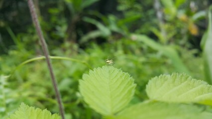 Fototapeta premium Lynx spider on fresh leaves. Shot in the forest. Striped lynx spider, Family Oxyopidae, Telamonia dimidiata, peucetia viridans, araneomorph.