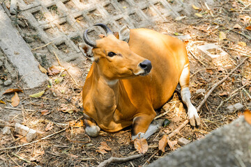 Banteng resting and walking freely in natural and rural areas