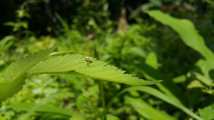 Lynx spider on fresh leaves. Shot in the forest. Striped lynx spider, Family Oxyopidae, Telamonia dimidiata, peucetia viridans, araneomorph. World Wildlife Conservation Day on December 4th.