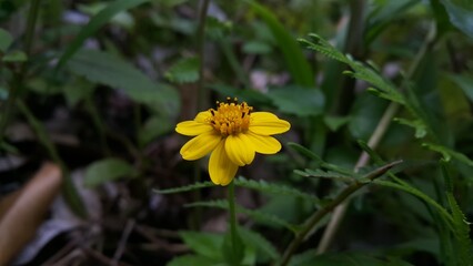 Melanthera biflora also known as sea daisy, beach daisy and sea ox-eye, is a species of flowering plant in the family Asteraceae. Wedelia biflora, melanthera, wollastonia biflora, wedelia prostrata.