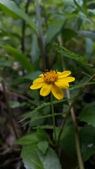 Melanthera biflora also known as sea daisy, beach daisy and sea ox-eye, is a species of flowering plant in the family Asteraceae. Wedelia biflora, melanthera, wollastonia biflora, wedelia prostrata.
