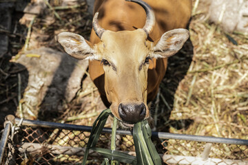 Bos javanicus and cows graze in a green meadow, part of a herd of farm animals in the field
