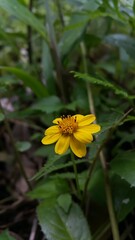 Melanthera biflora Perfect for documentaries about tropical rainforests and World Wildlife Conservation Day on December 4th. Wedelia biflora, melanthera, wollastonia biflora, wedelia prostrata.
