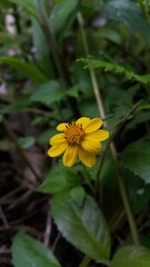Wedelia biflora, melanthera, wollastonia biflora, wedelia prostrata. Perfect for documentaries about tropical rainforests and World Wildlife Conservation Day on December 4th.