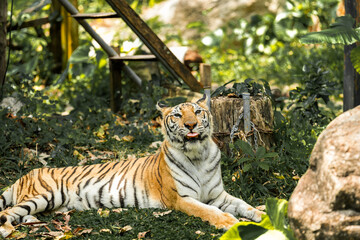 Tiger in the zoo and in the wild surrounded by nature and showcasing its striped fur