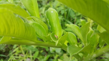 Thyene inflata on green plant leaves. World Environment Day on June 5th. World Wildlife Conservation Day on December 4th. World Nature Conservation Day on July 28th. mopsus mormon