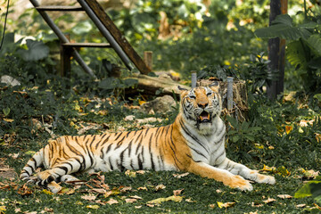 Tiger in the zoo and in the wild surrounded by nature and showcasing its striped fur