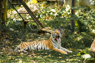 Tiger in the zoo and in the wild surrounded by nature and showcasing its striped fur