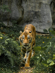 Tiger in the zoo and in the wild surrounded by nature and showcasing its striped fur