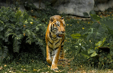 Tiger in the zoo and in the wild surrounded by nature and showcasing its striped fur
