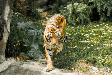 Tiger in the zoo and in the wild surrounded by nature and showcasing its striped fur