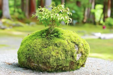 A small tree growing out of a moss covered rock