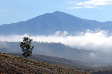 A lone tree on a hillside with a mountain in the background