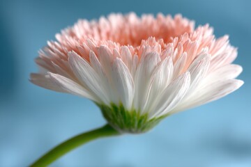 A single pink and white flower on a blue background