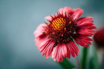 A close up of a red flower with a yellow center