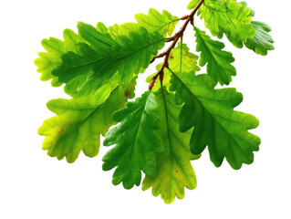 Fototapeta premium Captivating green oak leaves nature bright