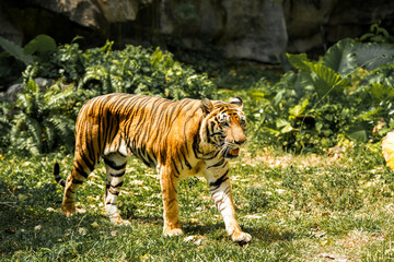 Tiger in the zoo and in the wild surrounded by nature and showcasing its striped fur