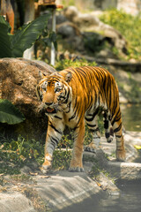 Tiger in the zoo and in the wild surrounded by nature and showcasing its striped fur