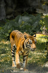 Tiger in the zoo and in the wild surrounded by nature and showcasing its striped fur