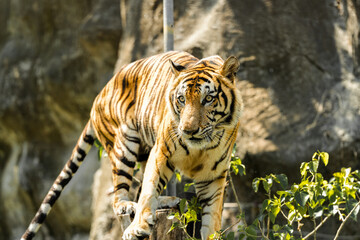 Tiger in the zoo and in the wild surrounded by nature and showcasing its striped fur