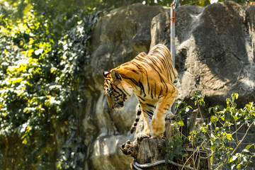 Tiger in the zoo and in the wild surrounded by nature and showcasing its striped fur
