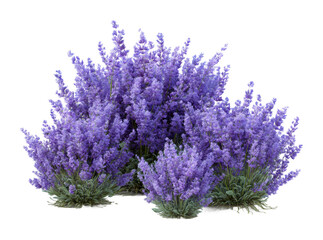 Fototapeta premium Blooming lavender plants in nature bright environment