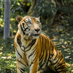 Tiger in the zoo and wild showing its natural stripes and beauty in the jungle environment