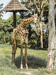 Giraffe standing tall near a tree in the zoo with its long neck and spotted body visible in a...