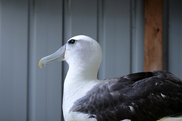 shy albatross