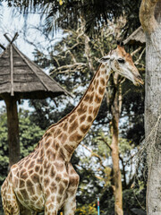 Giraffe standing tall near a tree in the zoo with its long neck and spotted body visible in a natural wildlife setting