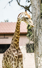 Giraffe standing tall near a tree in the zoo with its long neck and spotted body visible in a...