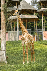 Giraffe standing tall near a tree in the zoo with its long neck and spotted body visible in a...