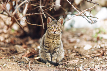 A tabby stray cat sits alertly on a rough, earthy ground, surrounded by tangled dry branches and...