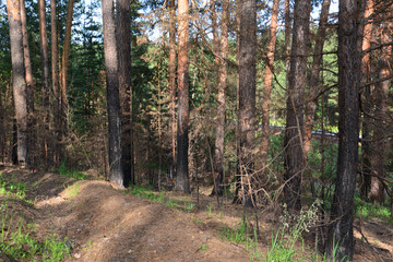 Forest scene after fire with burnt spruce trees