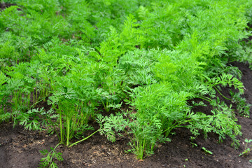 A vibrant field of carrot plants with lush green foliage, ready for harvest