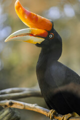 Rhinoceros hornbill perched on a log